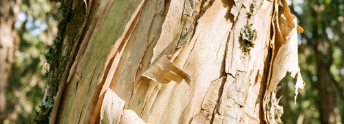 Paperbark Compliance psychosocial safety system for NSW early childhood services